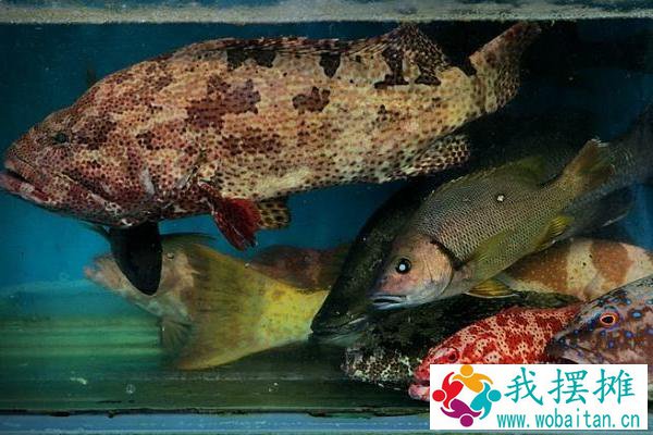 如何暂养石斑鱼