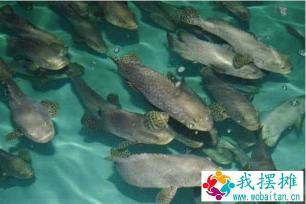 石斑鱼养殖密度