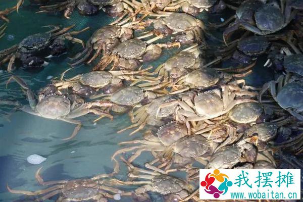 大棚养河蟹