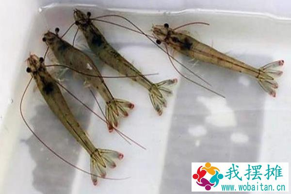 南美白对虾的优缺点