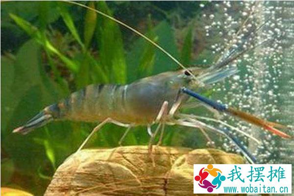 南美白对虾的优缺点