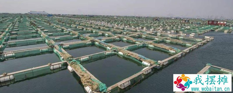 养海参水深多少米合适