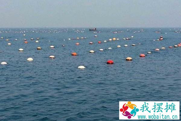 养海参水深多少米合适