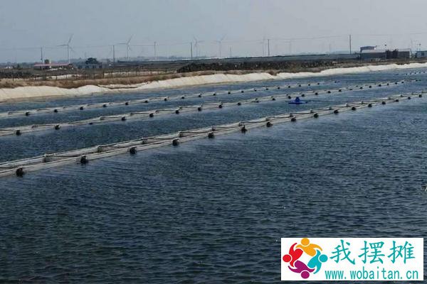 养海参水深多少米合适