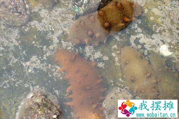 养海参水深多少米合适