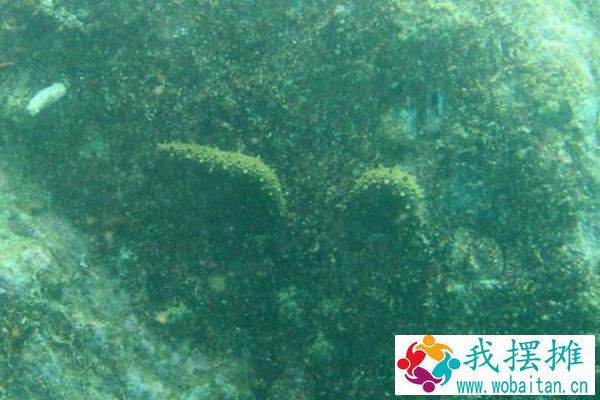 养海参水深多少米合适