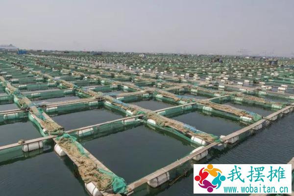 网箱养海参的利润