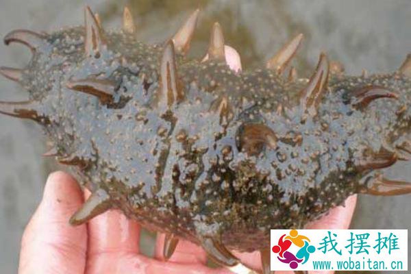 网箱养海参的利润