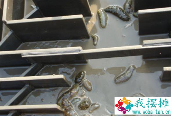 网箱养海参的利润
