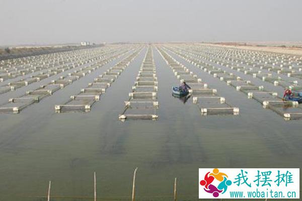 网箱养海参的利润