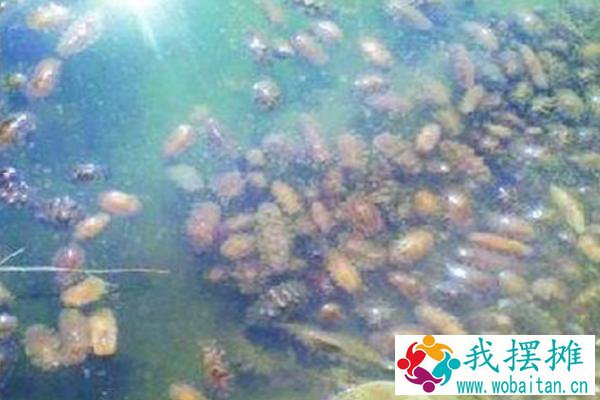 网箱养海参的利润