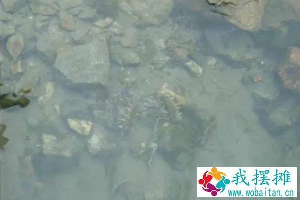 海参好养吗