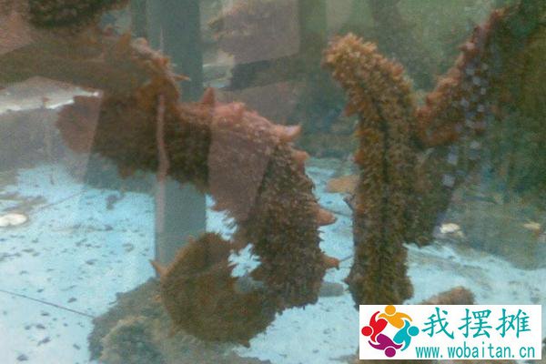 海参好养吗