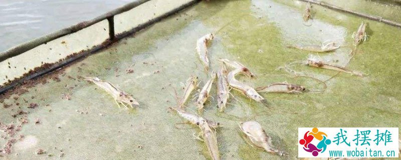对虾的养殖方法