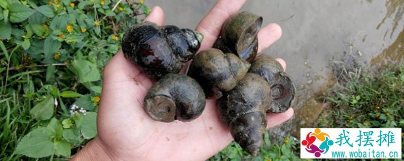 在家怎样饲养田螺