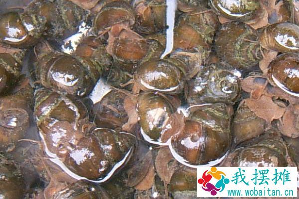 在家怎样饲养田螺
