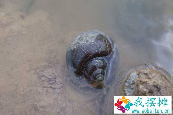 在家怎样饲养田螺