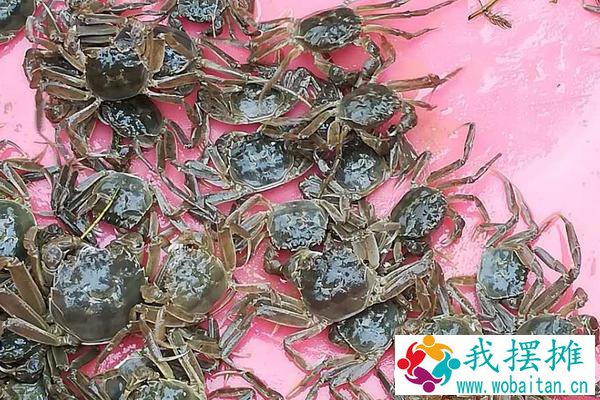 河蟹养殖周期
