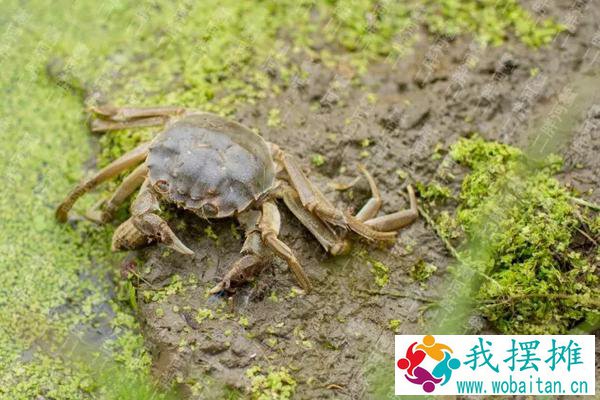 河蟹养殖周期