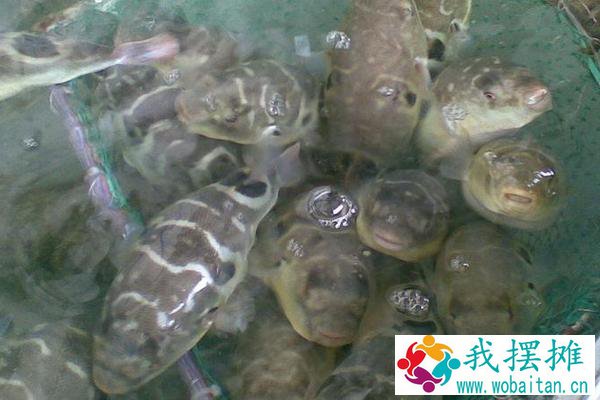 养河豚要注意什么