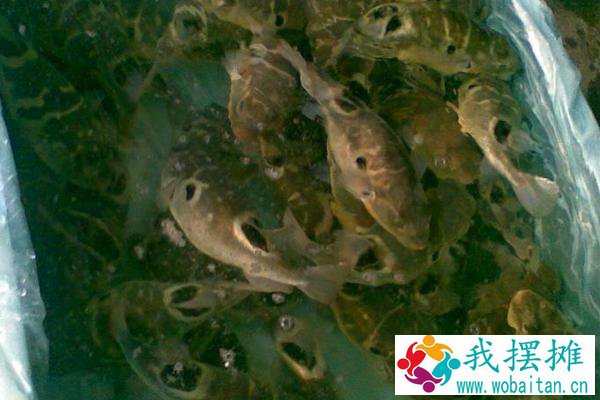 养河豚要注意什么