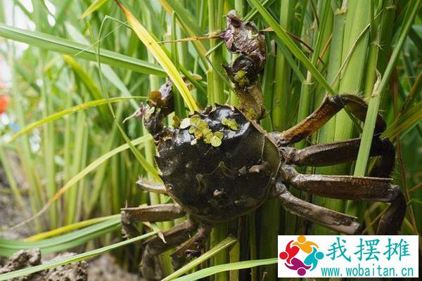 河蟹养殖条件