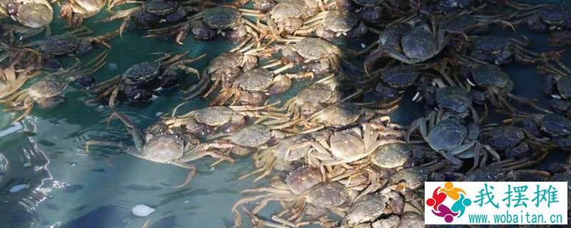 养河蟹水质要求
