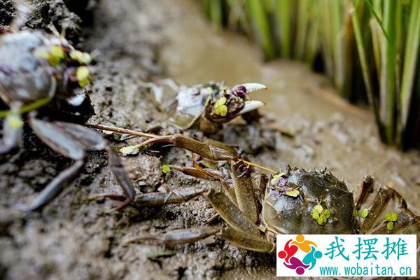 养河蟹水质要求