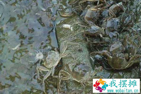养河蟹水质要求