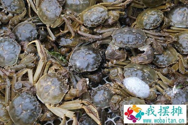 养河蟹水质要求
