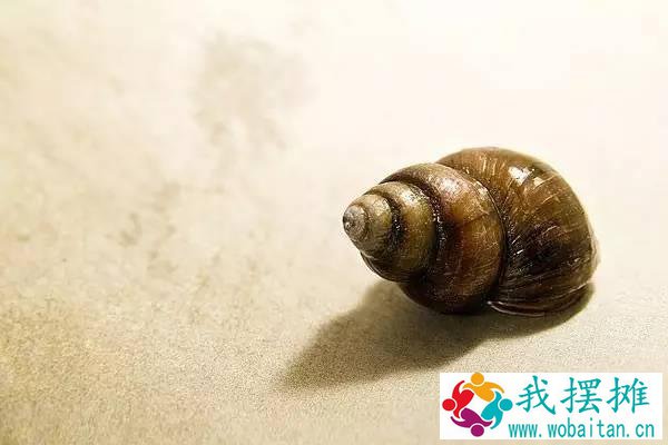 田螺养殖一亩产多少斤