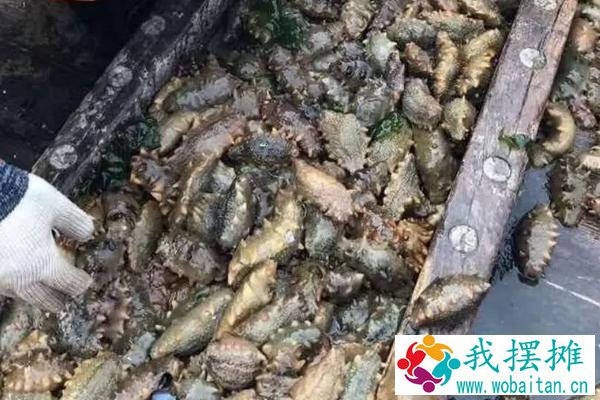 海参养殖周期