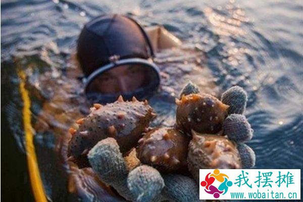 海参养殖周期