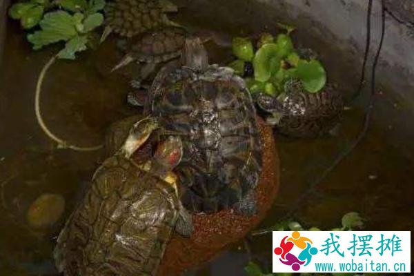 养乌龟的水有什么要求