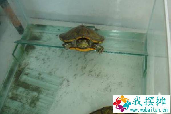 养乌龟的水有什么要求