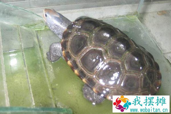 养乌龟的水有什么要求