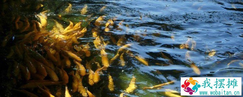 虹鳟鱼在南方能养吗