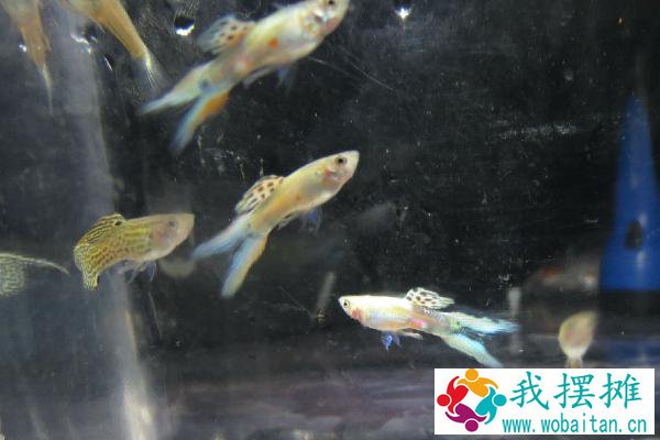 孔雀鱼养殖温度