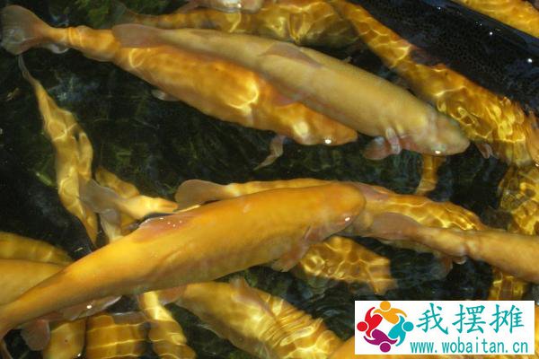 虹鳟鱼养殖密度