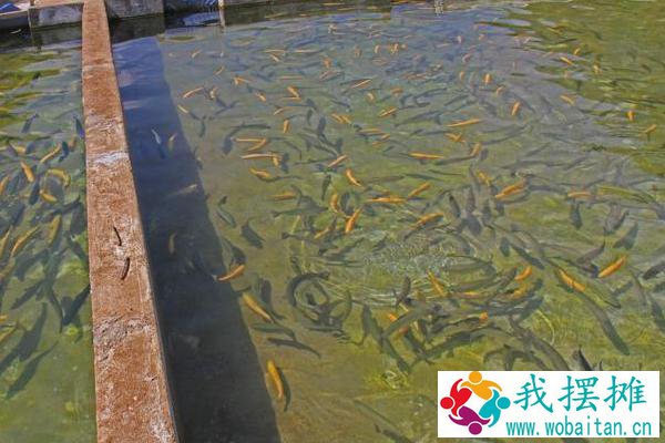 虹鳟鱼养殖密度