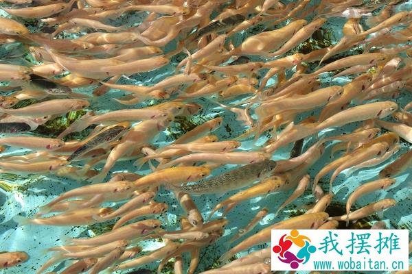 虹鳟鱼养殖密度