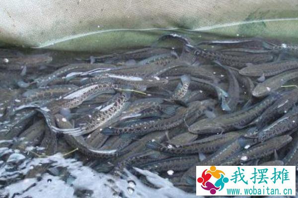 黑鱼养殖成本和利润