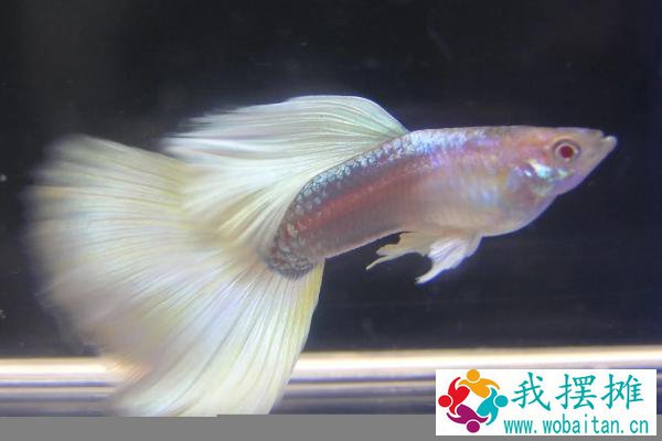 孔雀鱼的种类