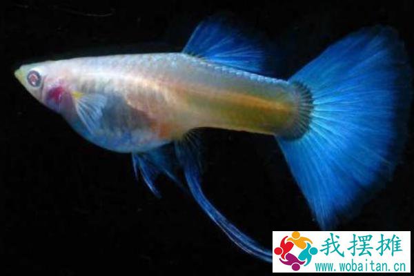 孔雀鱼的种类