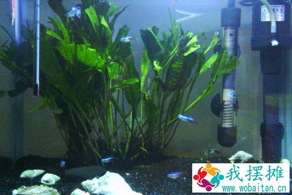 养孔雀鱼用什么底砂