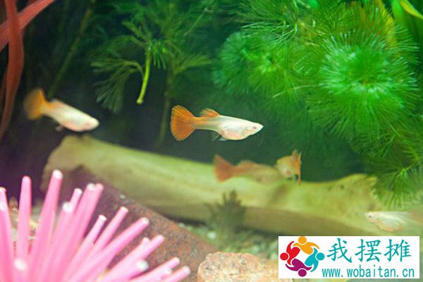 养孔雀鱼用什么底砂
