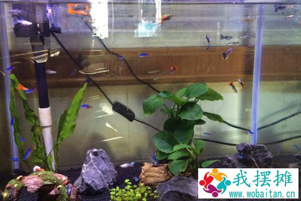 养孔雀鱼用什么底砂