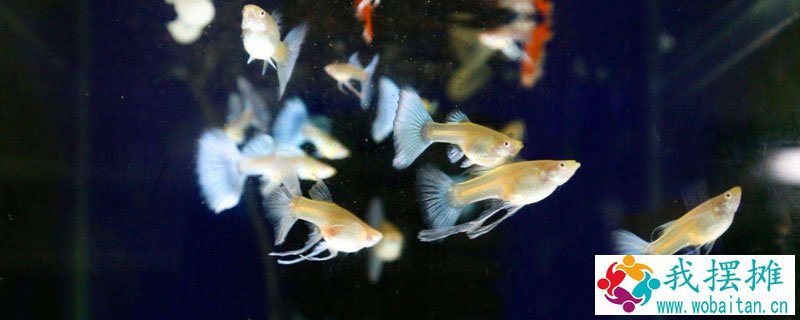 孔雀鱼的特点