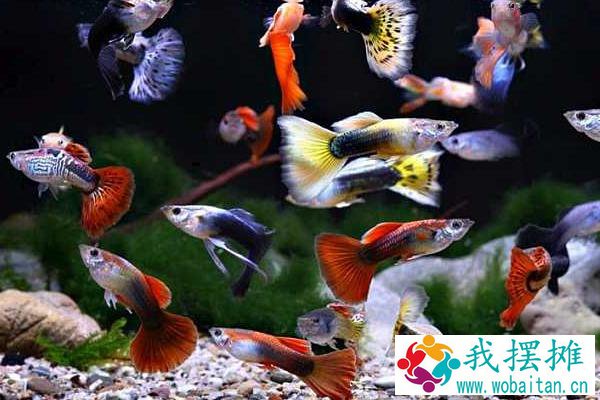 孔雀鱼的特点