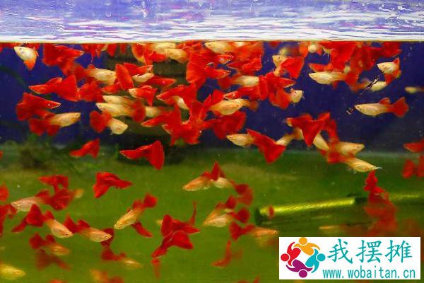 孔雀鱼的特点